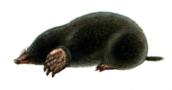 Крот картинка на белом фоне