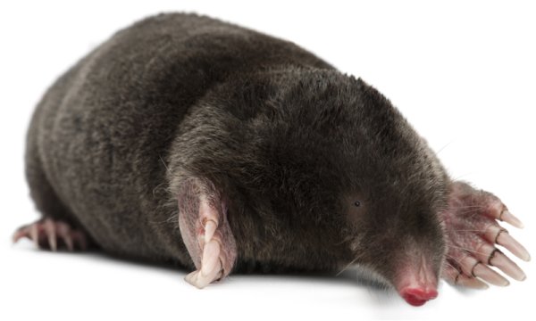 Японская Могера