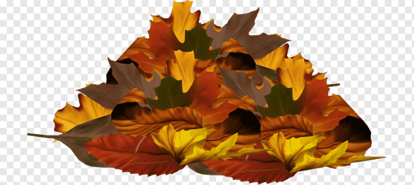 Куча листьев на прозрачном фоне