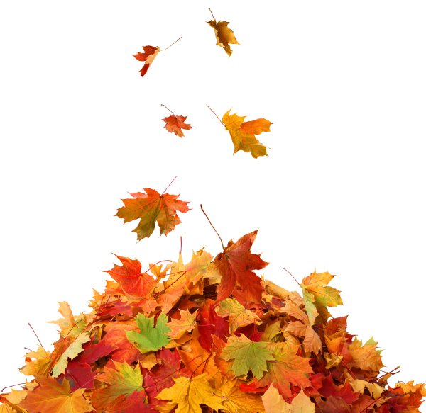 Куча осенних листьев на прозрачном фоне