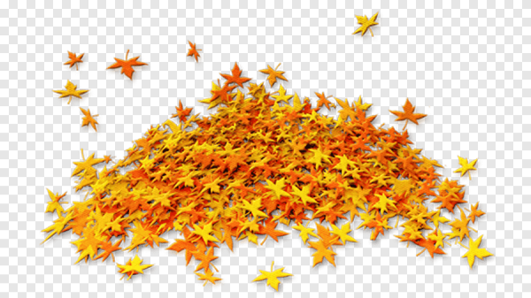 Россыпь листьев на прозрачном фоне