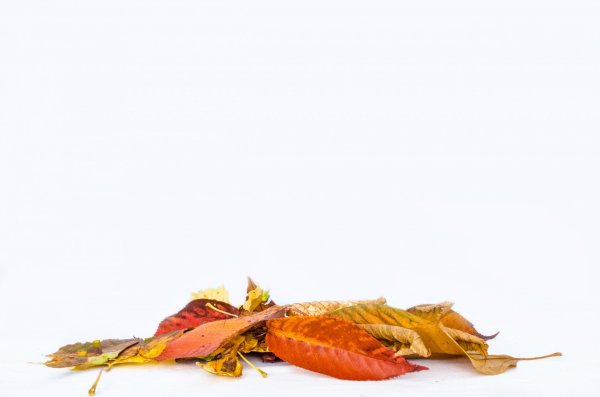 Опавшие листья на прозрачном фоне