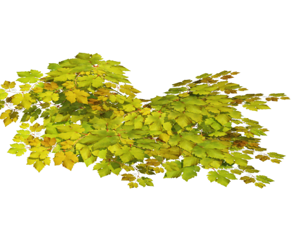 Куча листьев на прозрачном фоне