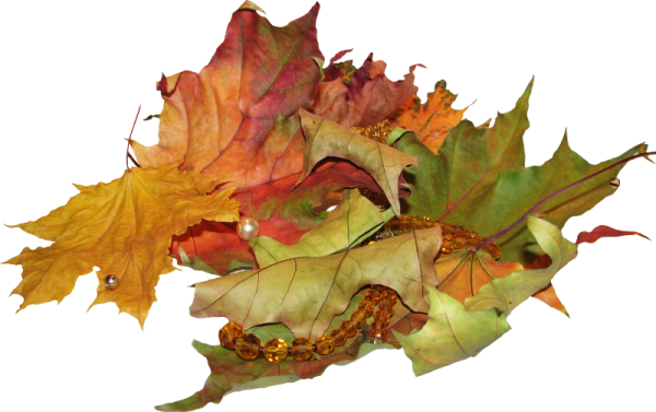 Опавшие листья на белом фоне