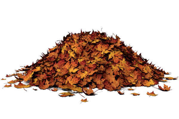 Куча листьев на белом фоне
