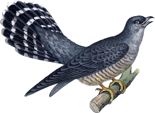 Кукушка на прозрачном фоне