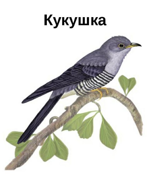Изображение кукушки для детей
