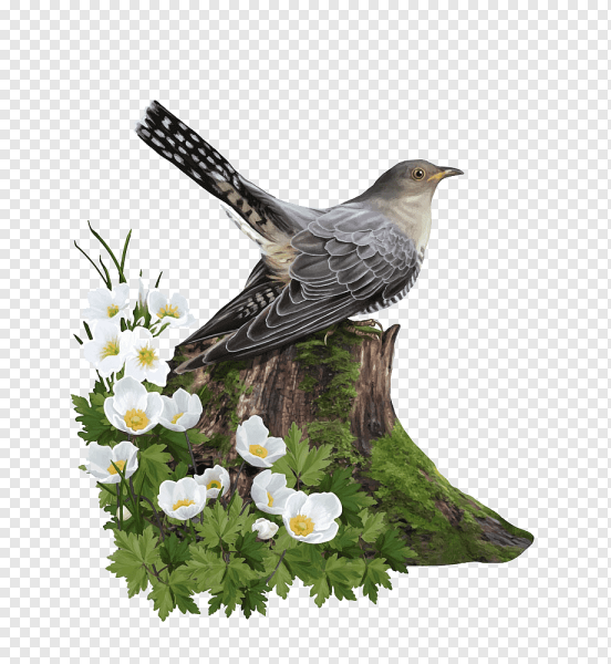 Птица Кукушка на прозрачном фоне