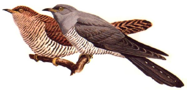 Кукушка птица