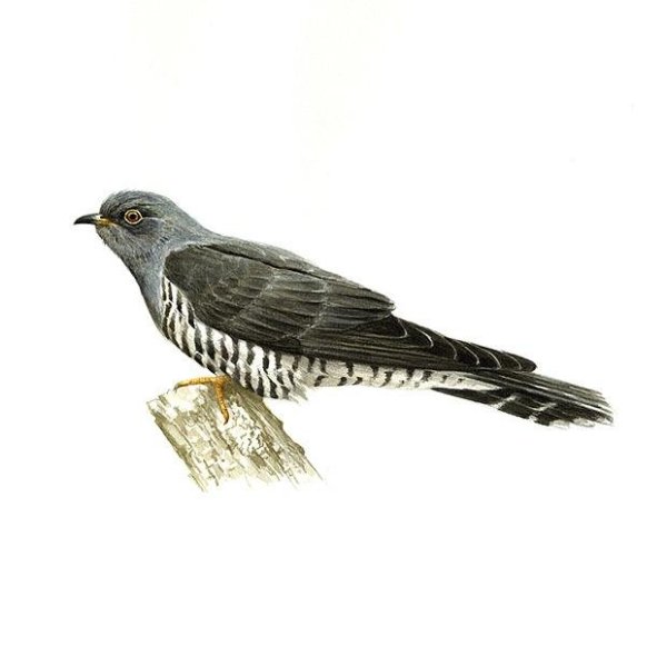 Кукушка на белом фоне