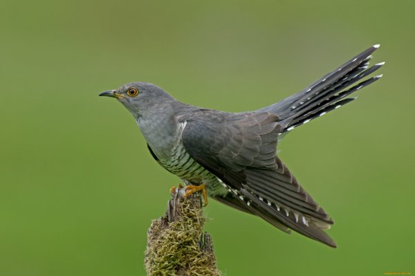 Кукушка Перелетная птица