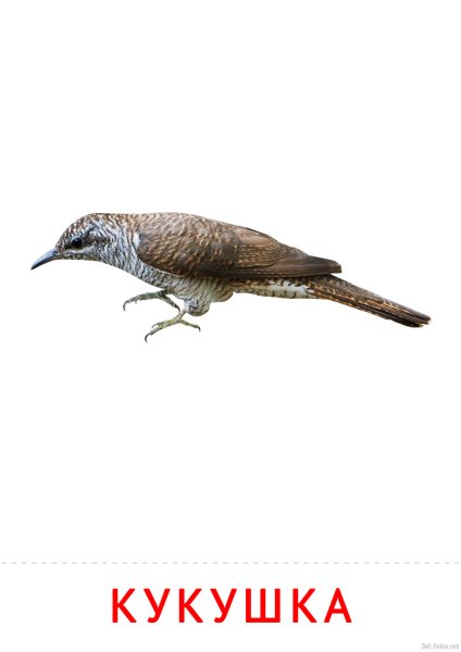 Кукушка для детей