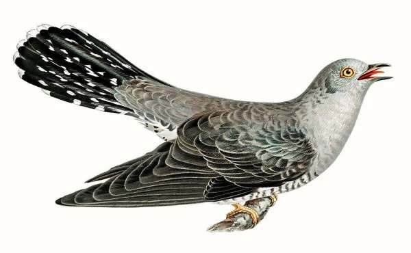 Кукушка на белом фоне