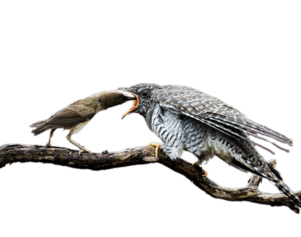 Кукушка на прозрачном фоне