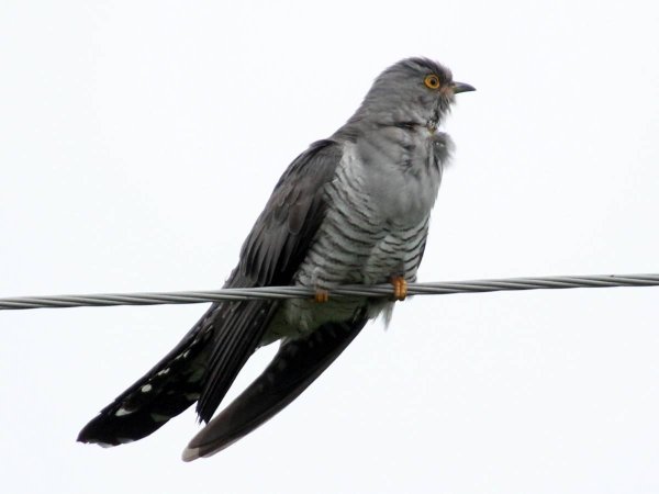 Кукушка на белом фоне