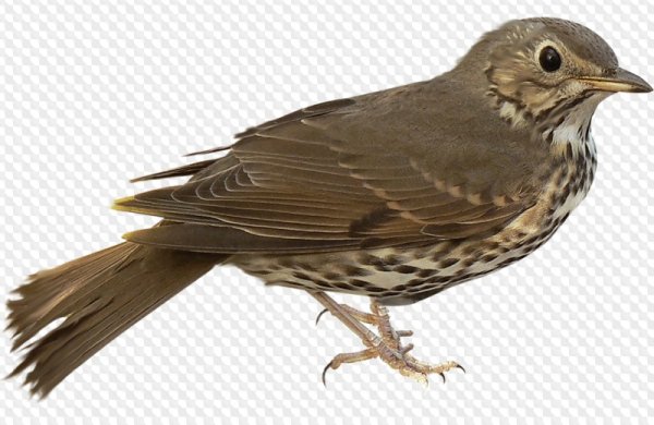 Дрозд рябинник на белом фоне