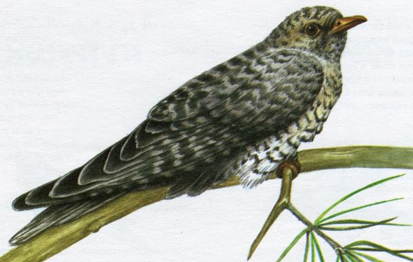 Перелетные птицы Кукушка для детей