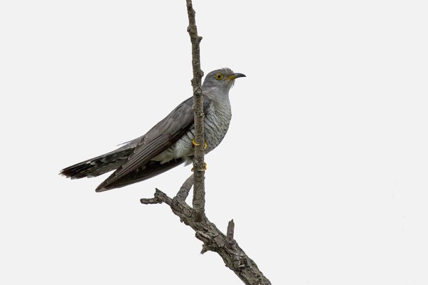 Кукушка на белом фоне