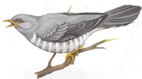 Кукушка Перелетная птица