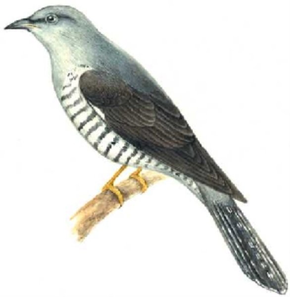 Кукушка птица на белом фоне