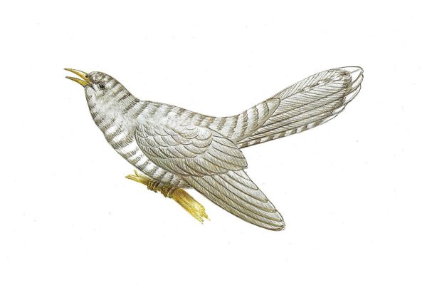 Кукушка для детей