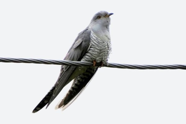 Кукушка на белом фоне