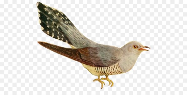 Кукушка на белом фоне