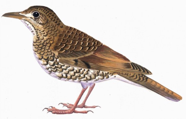 Кукушонок на белом фоне