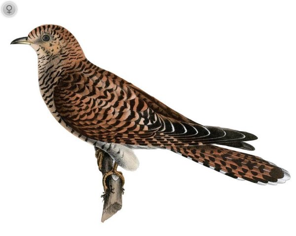 Кукушка на белом фоне