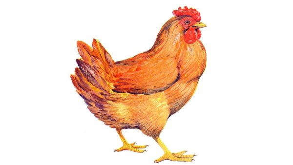 Хайсекс Браун