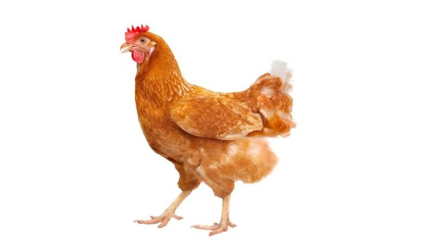 Sasso кабир Испания порода кур