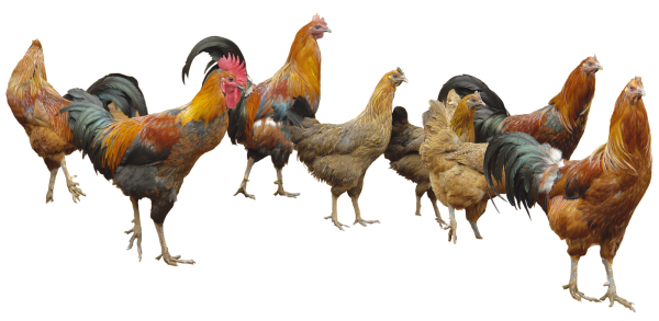 Курица на прозрачном фоне