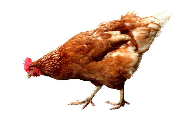 Курица для фотошопа