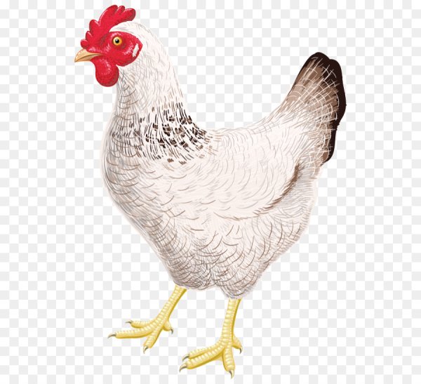 Курочка для детей на белом фоне