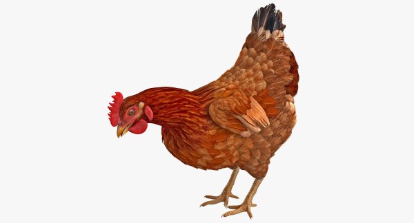 Курица 3д модель