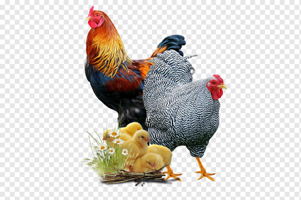 Домашние птицы на прозрачном фоне