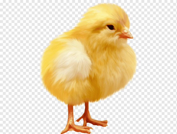 Цыпленок на белом фоне