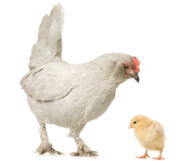 Курица с цыплятами на прозрачном фоне