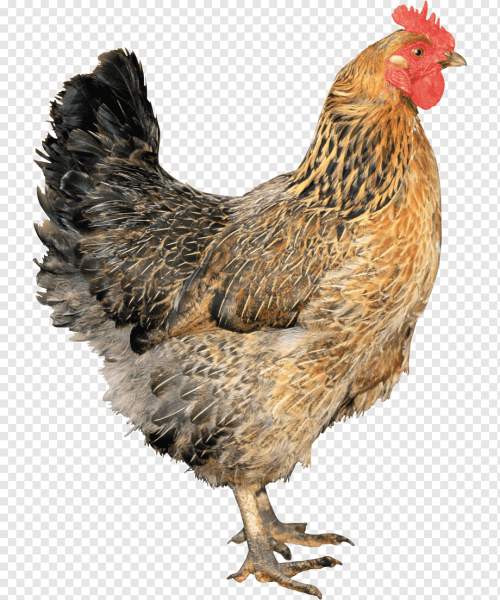 Курица для детей