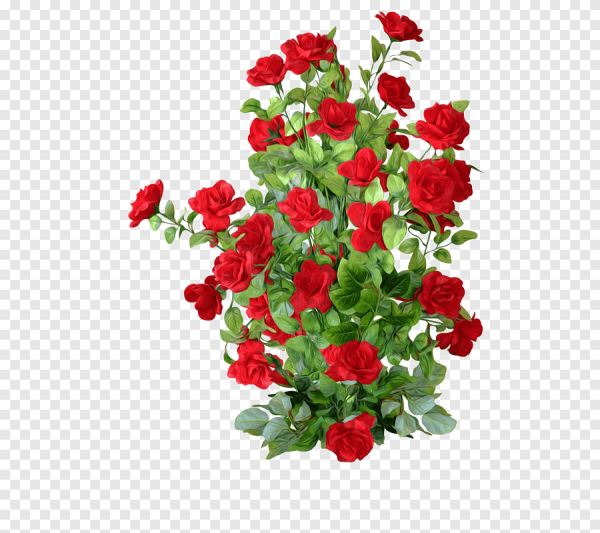 Кустовые розы на прозрачном фоне