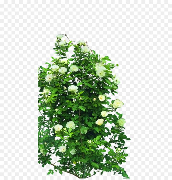 Куст на белом фоне