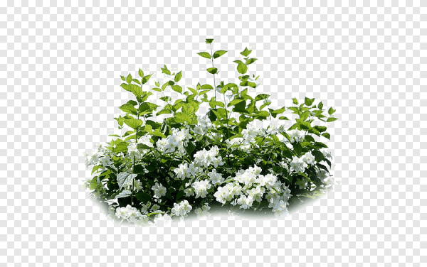 Чубушник сверху