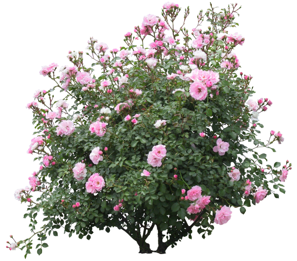 Роза флорибунда куст PNG