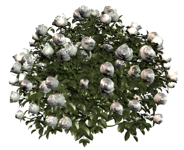 Куст розы на белом фоне