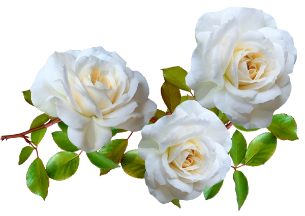 Роза Вайт бир