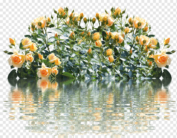 Куст розы на белом фоне