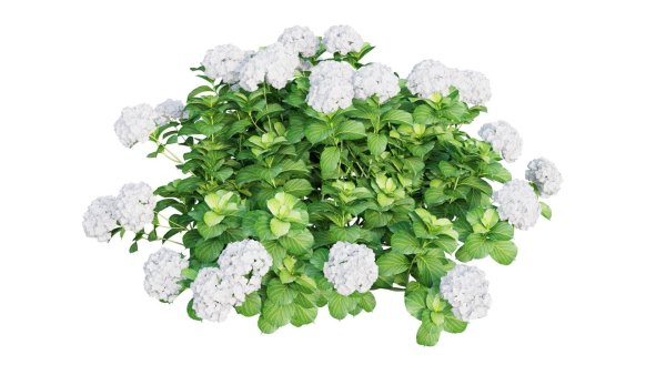 Гортензия Дорис