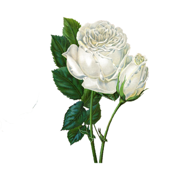 Роза белая куст на белом фоне