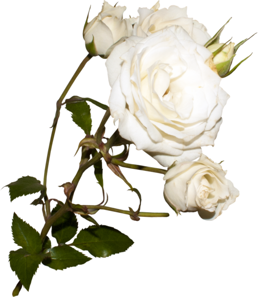 Роза Уайт Лайтс