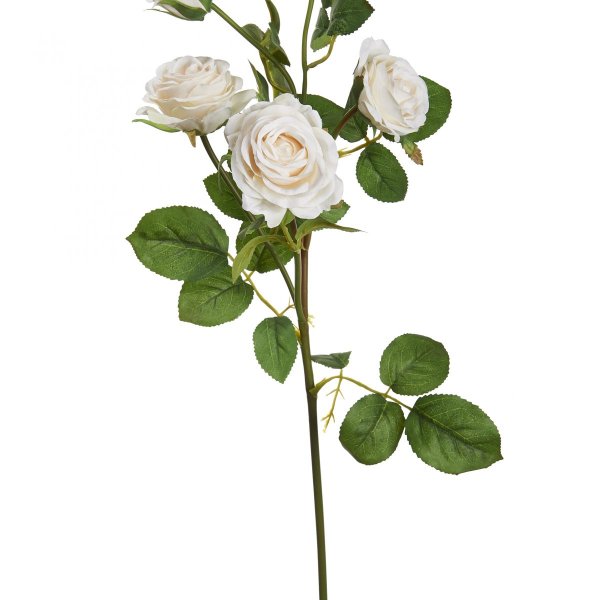 White Majolika роза